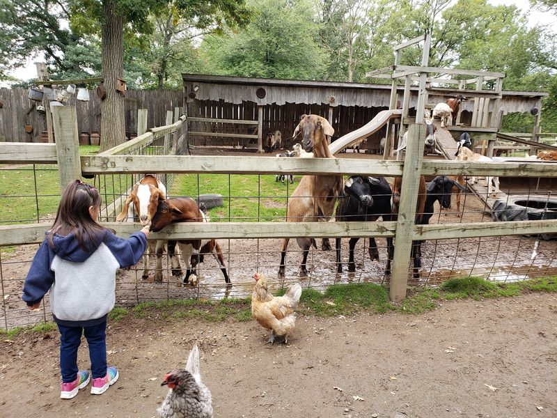 Goats With Bold Personalities And Zero Patience