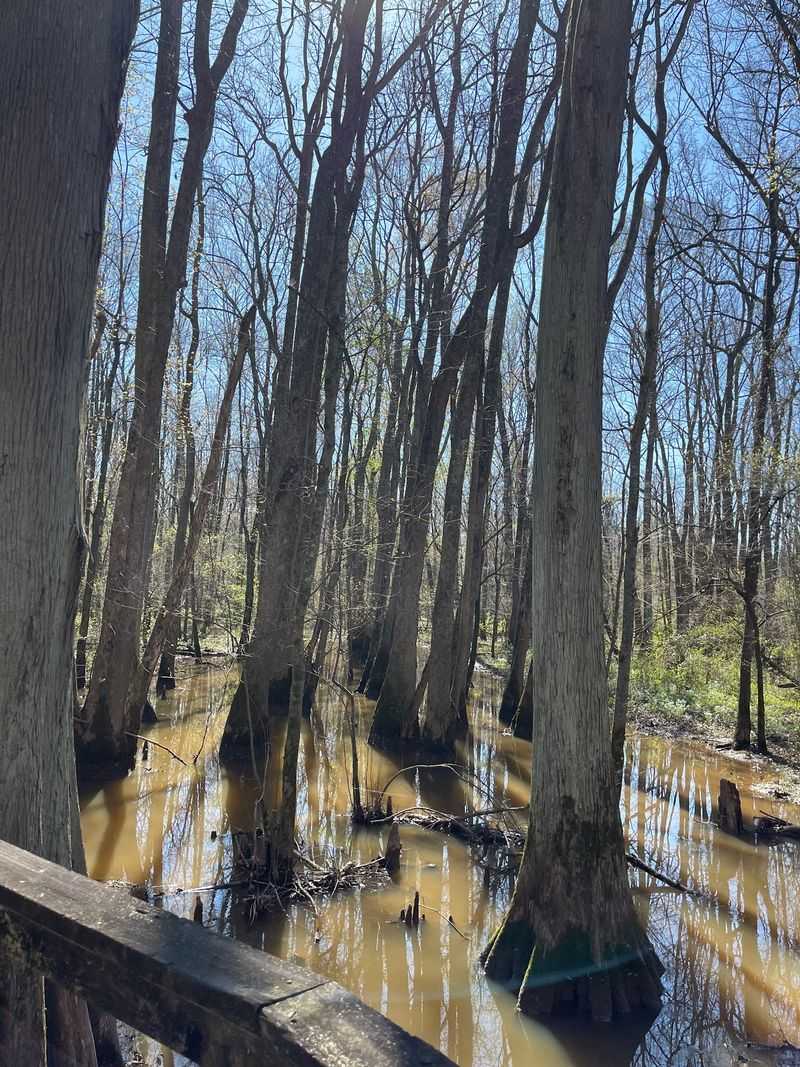 Bald Cypress, Turtles, and the Slow Green Water