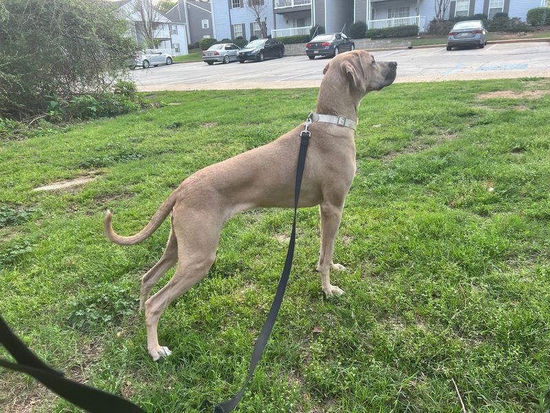 Adoption Events Around Town