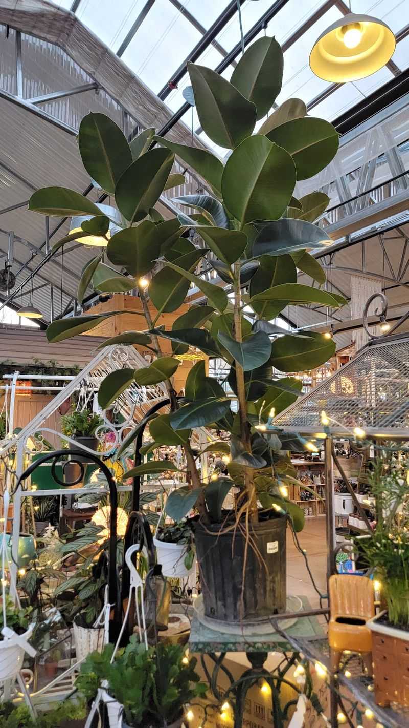 Staff Who Actually Know Their Plants