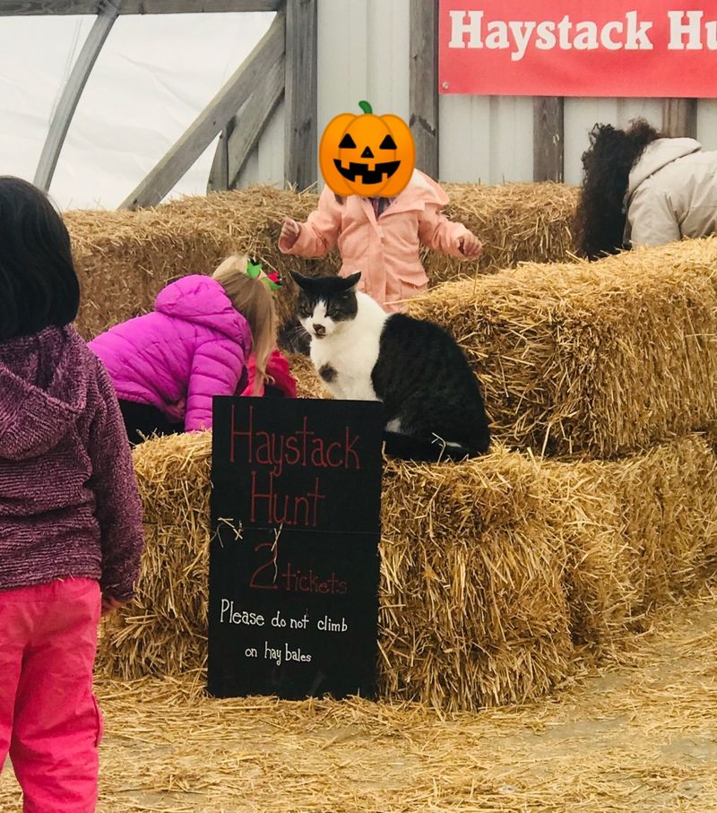 Apple Cannons, Duck Races, And Haystack Hunts
