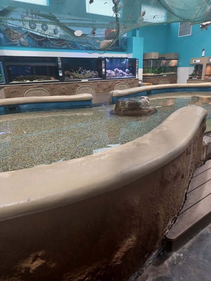 Touch Pools, Stingrays, And Shark Eggs