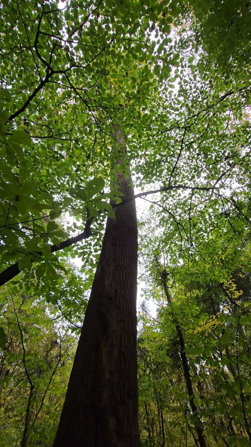 Tulip Poplars, Eleven Oaks, and Five Hickories Overhead