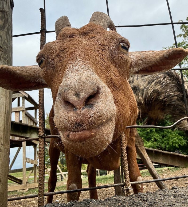 Goats Everywhere You Look