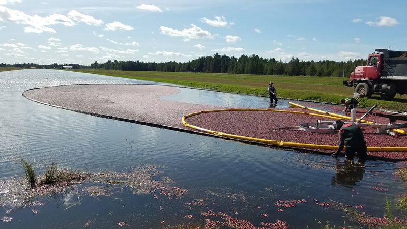 Harvest Season Turns The Beds Into A Floating Red Carpet