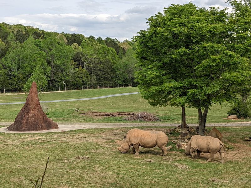 Grizzlies, Bison, And North American Wildlife
