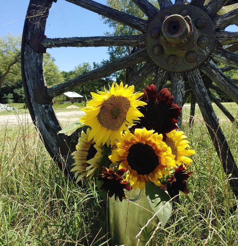 CATHIS Farm