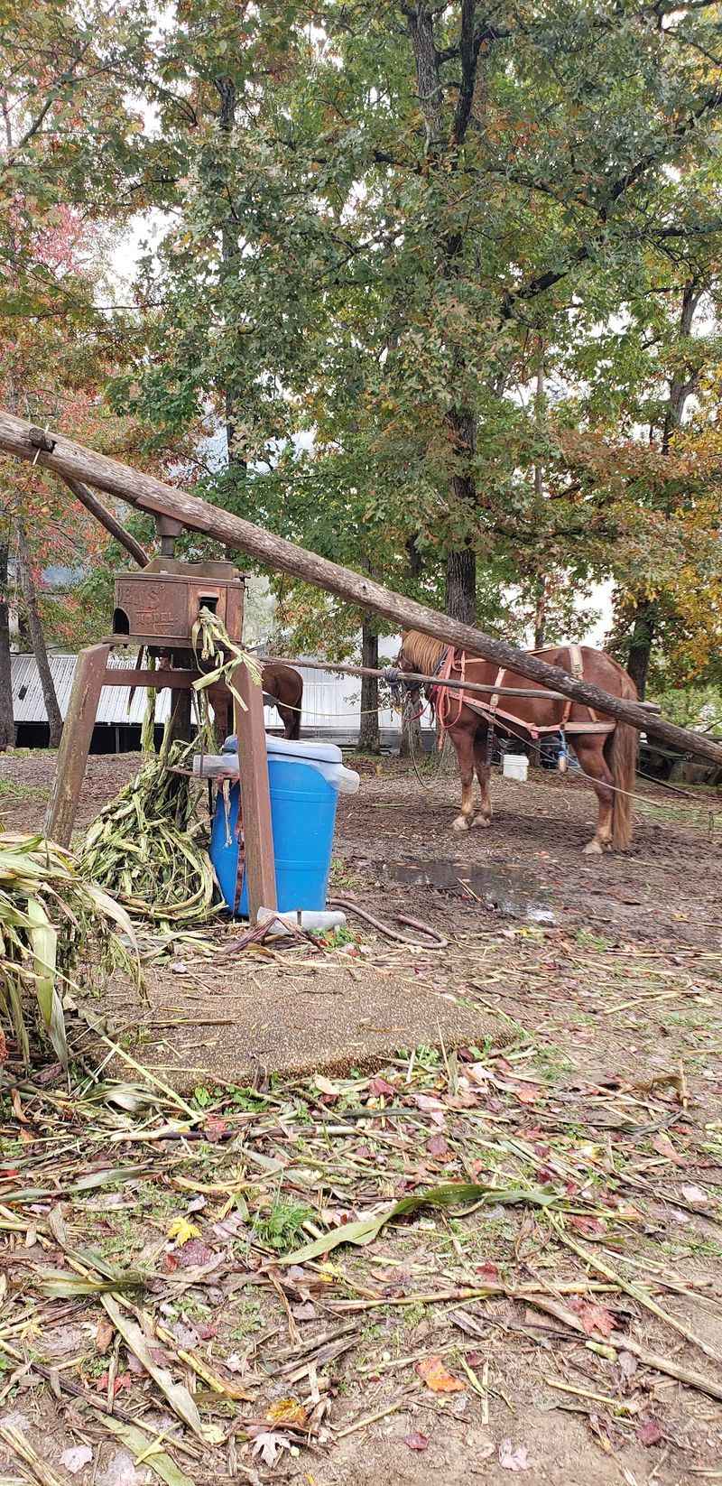 Mules Walking The Circle That Squeezes The Cane