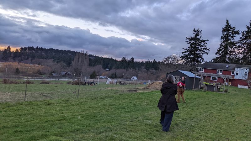 Pigs With A Rescue Tale And A Job