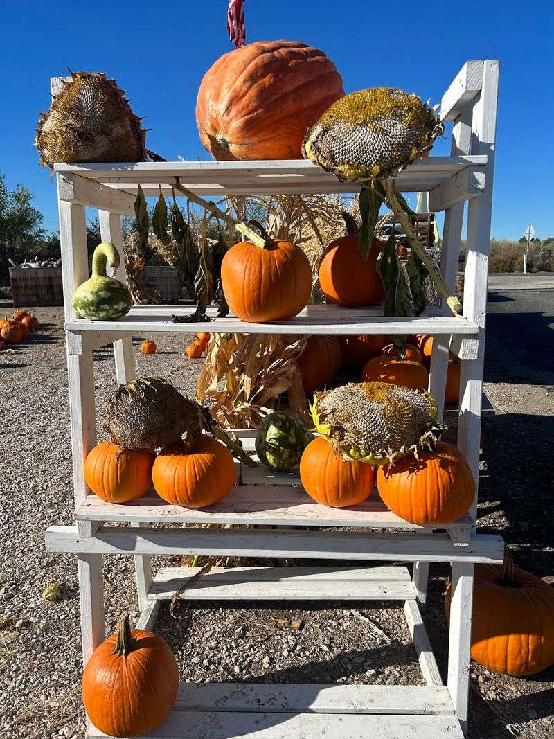 Picking A Pumpkin Straight Off The Vine