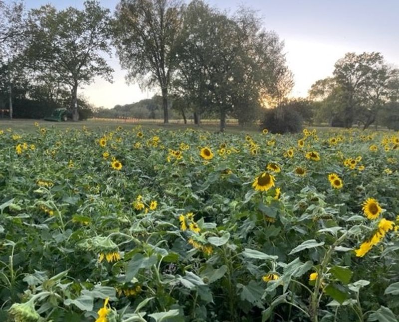 Seven Acres Of Sunflowers Standing At Attention