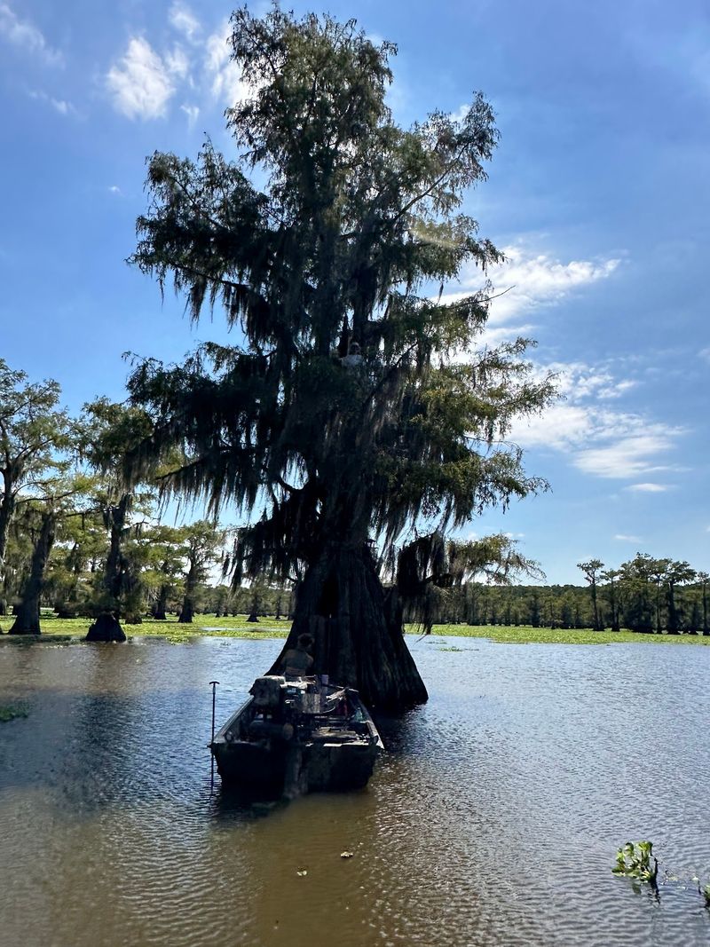 Paddle Trails Through An Ancient Forest