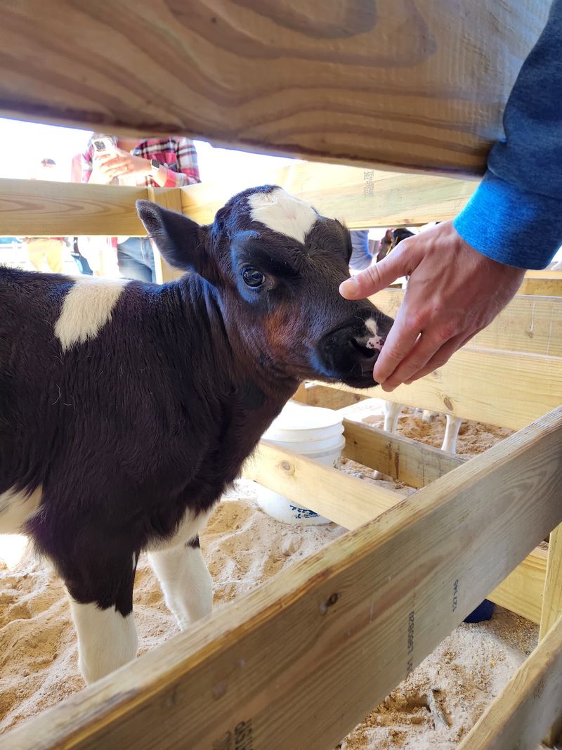 Calves, Goats, And A Bottle In Hand