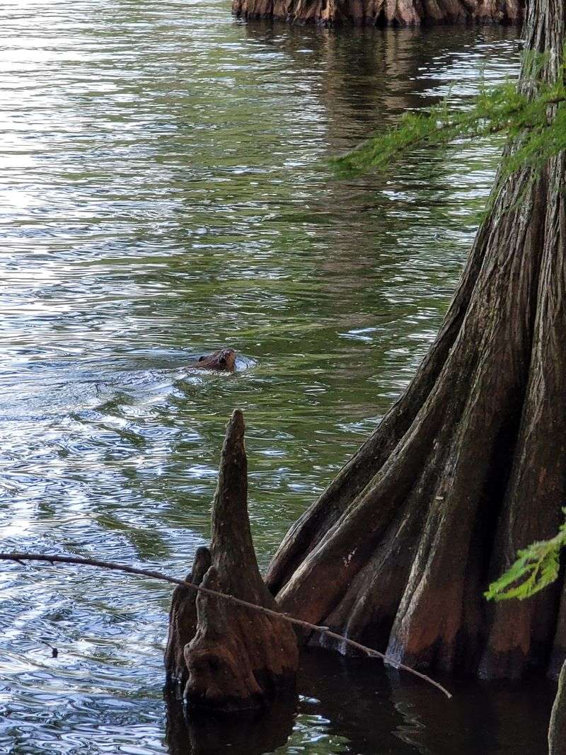 Pairing Lunch With Reelfoot Lake for a Full Day Out