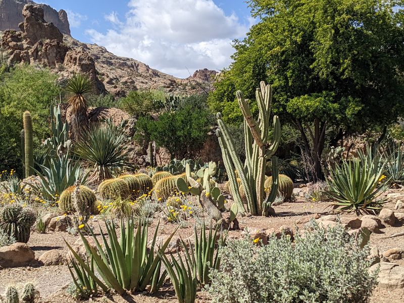 Cactus Gardens Full Of Quirky Characters