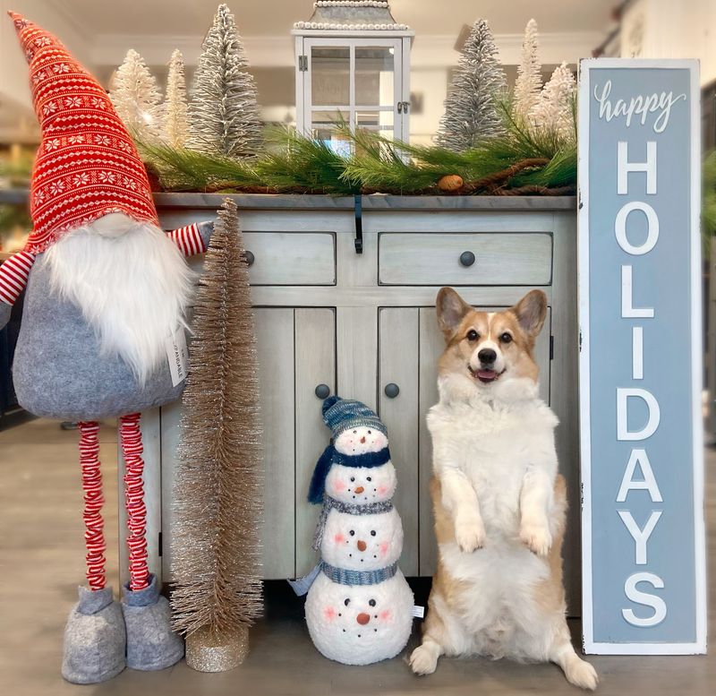The Corgi At The Front Desk