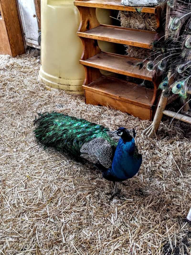 THE LAS VEGAS FARM, Las Vegas