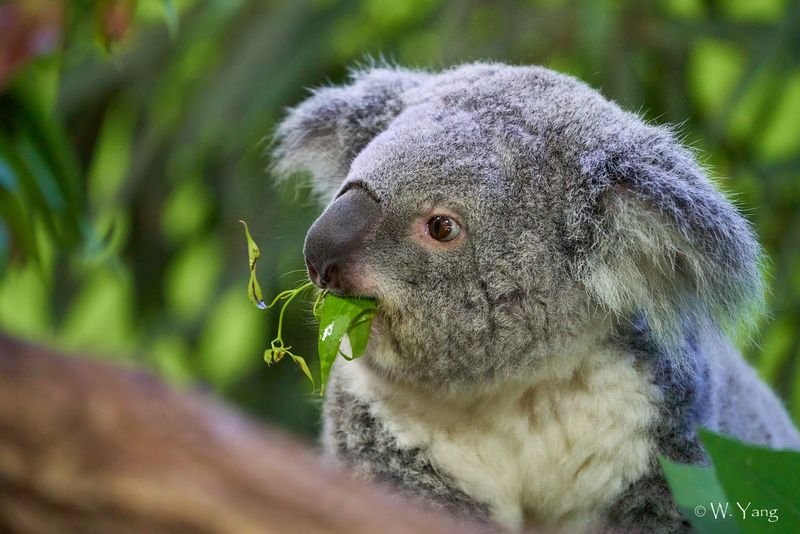 Koalas, Gorillas, And Grizzlies Galore