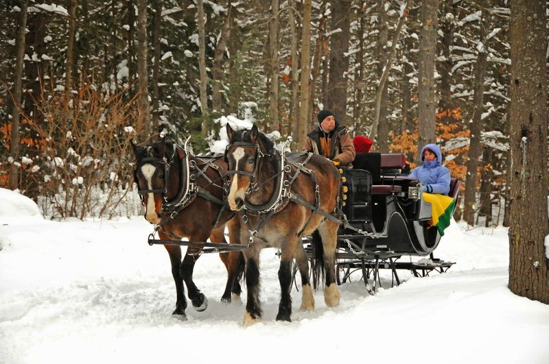 Horse-Drawn Wagon Rides Through The Woods