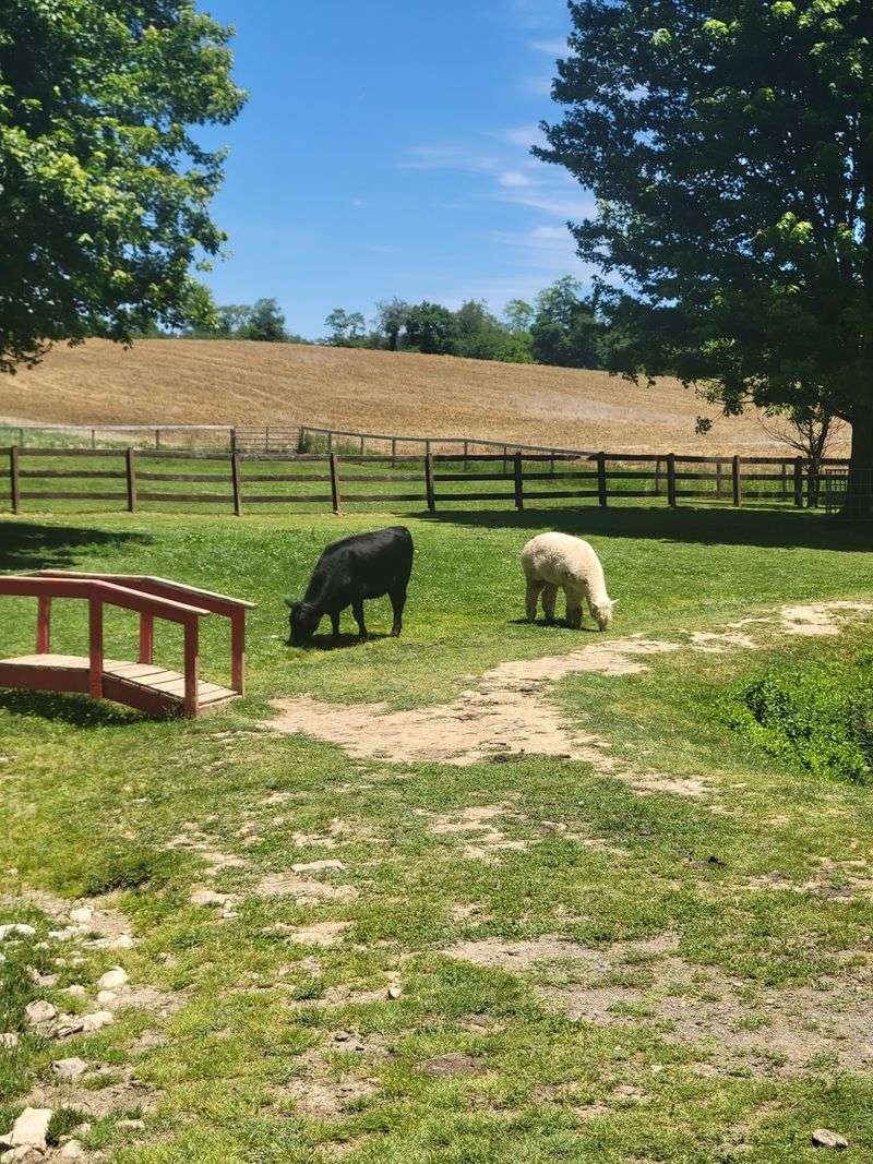 Walk Right In, No Fences