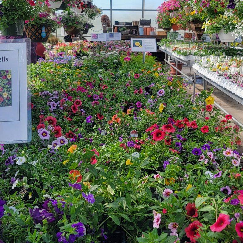Seven Greenhouses And A Sea Of Mums