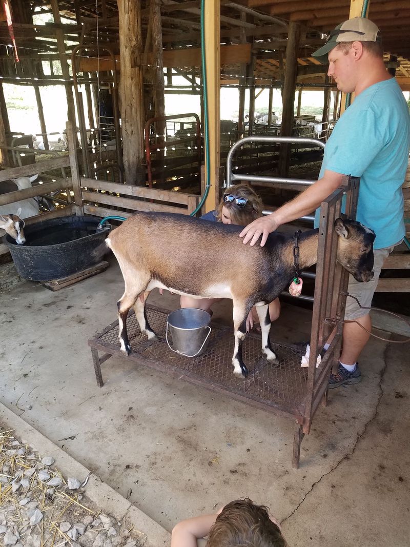 Slow Pasteurizing, Small Vats, Dutch Lessons