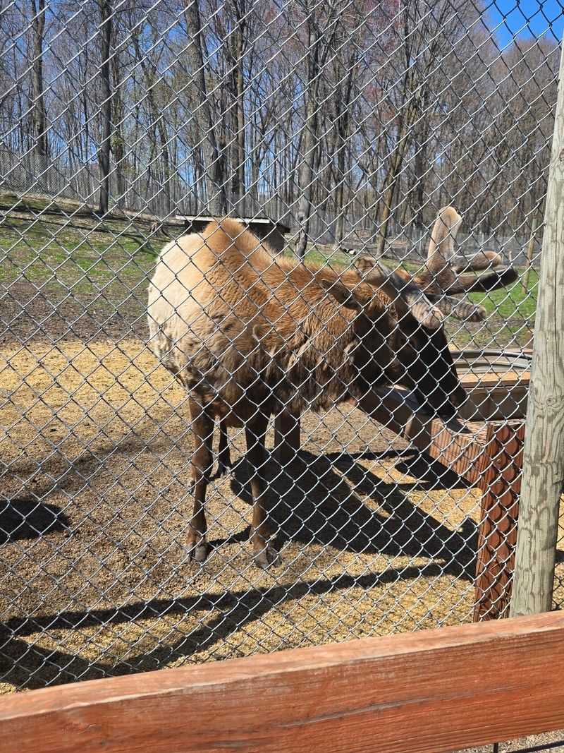 Elk, Badgers, And Skunks Round Out The Lineup
