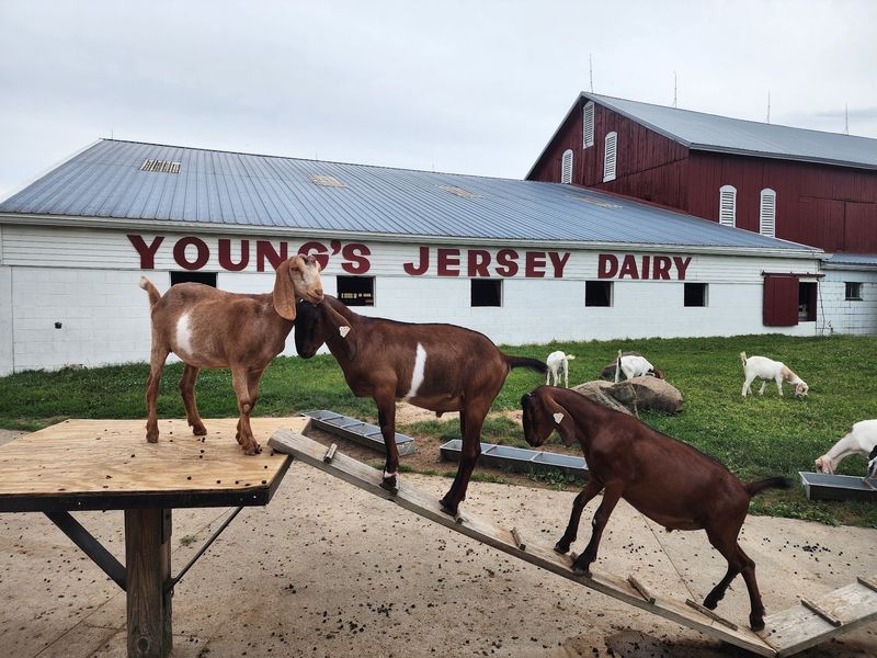 A Working Farm at 6880 Springfield Xenia Road