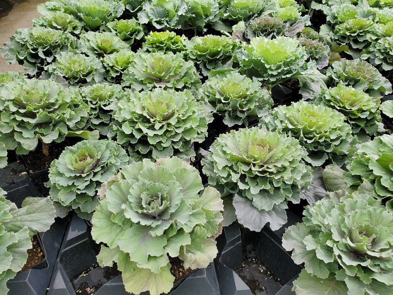 Vegetables And Fruit For The Backyard Grower