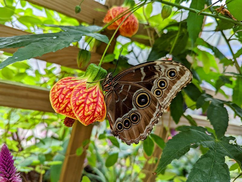 The Kaleidoscope Butterfly Garden