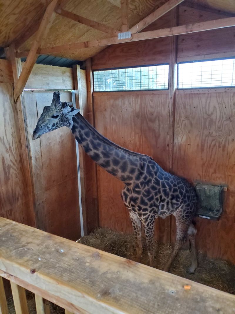 Feeding A Giraffe In Cook County