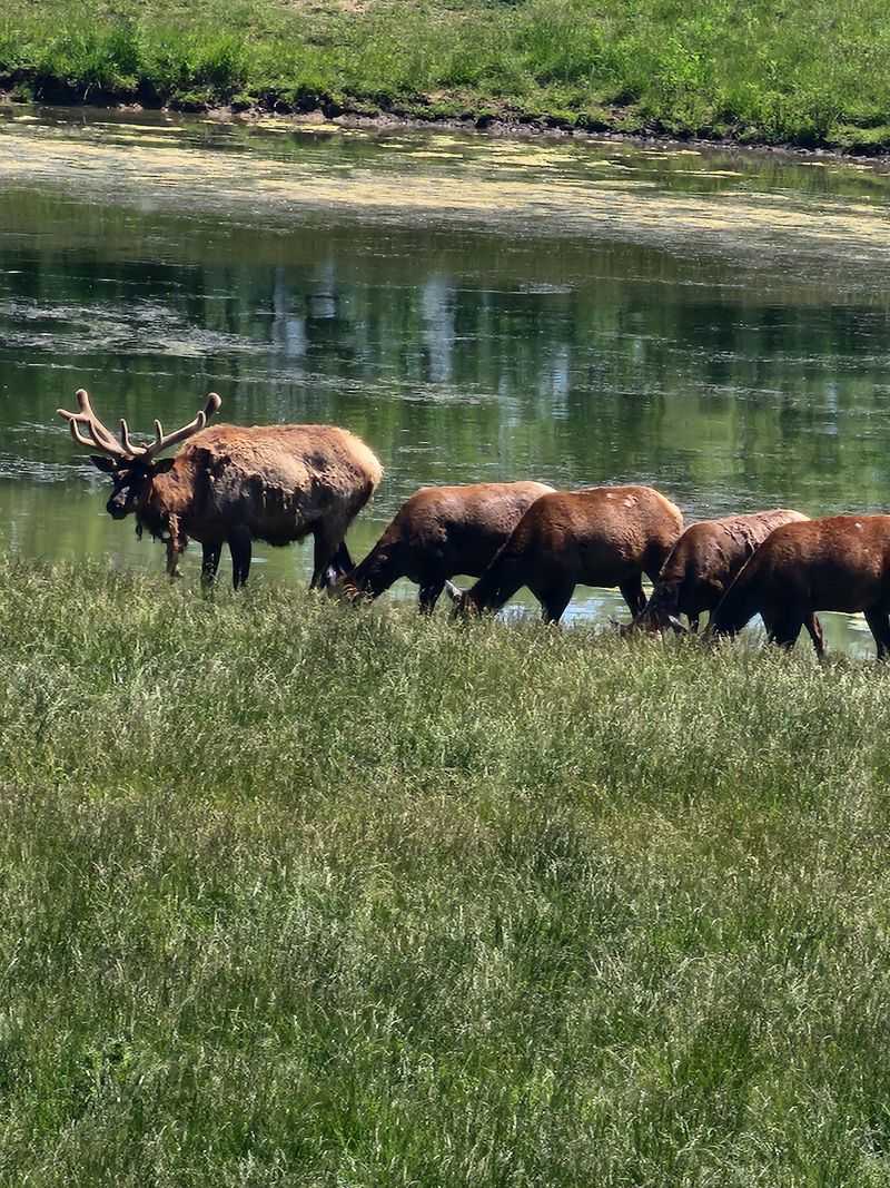 Bison, Elk, Cougars and the Rest of the Residents