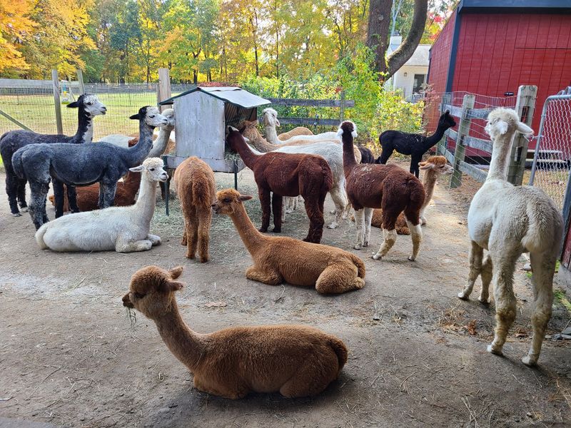 Harvard Alpaca Ranch