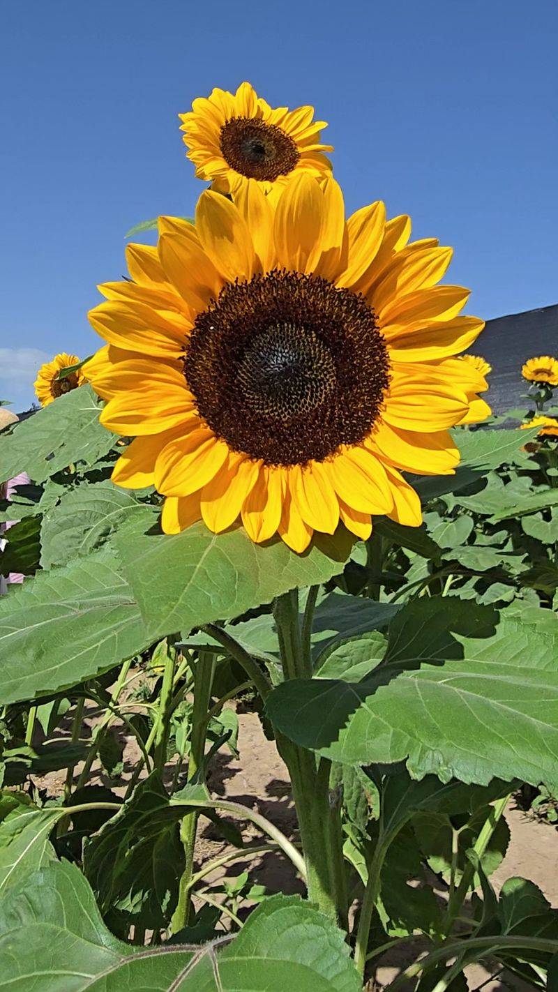 Sunflower Fields Taller Than The Kids