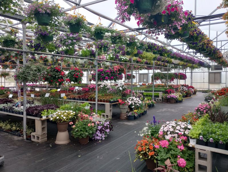 Annuals That Keep Blooming Through The Whole Season