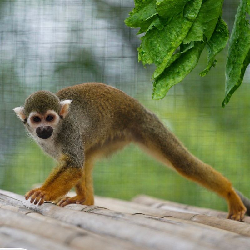 Animal Welfare Rules Every Guest Should Know