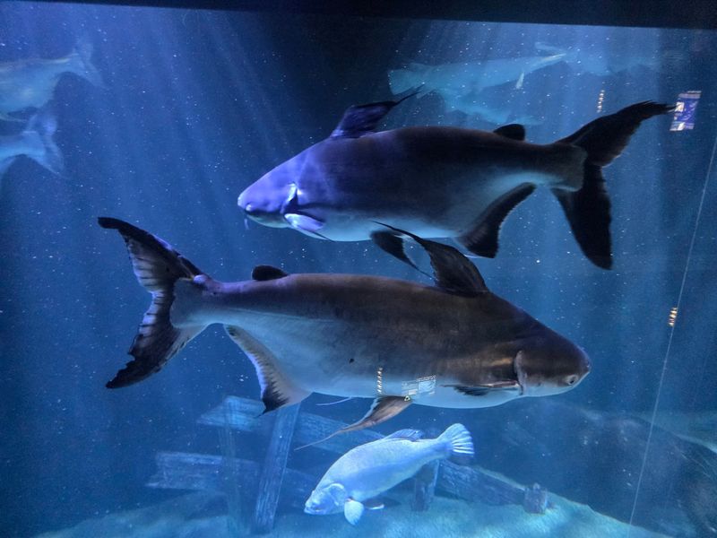 River Giants And The Fish That Outgrow Belief