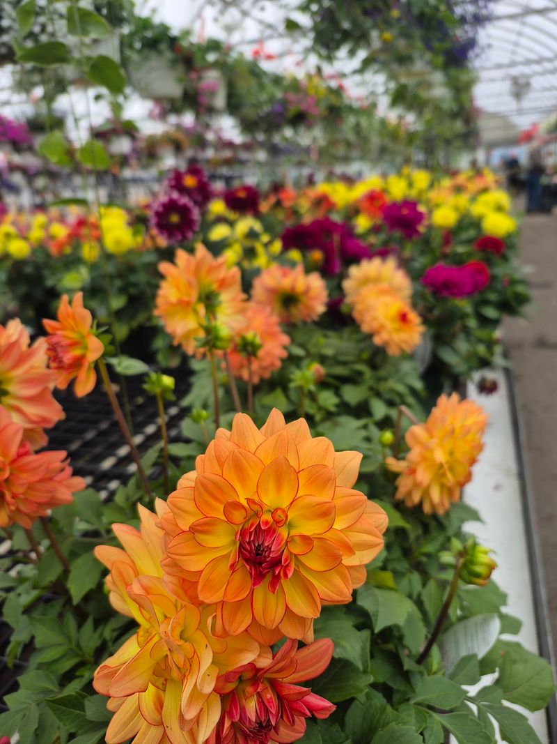 Annuals By The Flat, Mixed Your Way