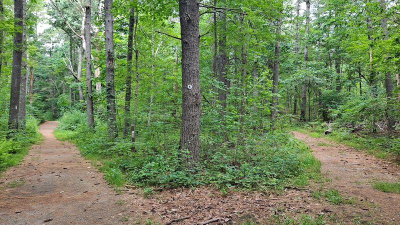 Georgetown-Rowley State Forest