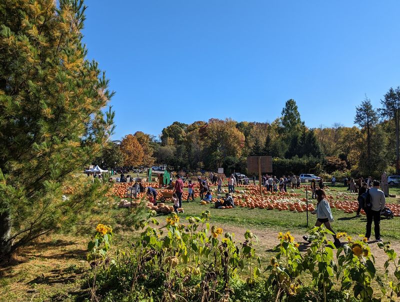 Pumpkin Patch Season Starts Mid-September