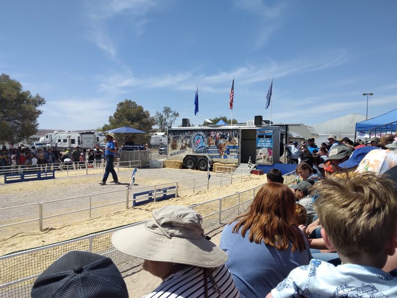 Pig Races And Other Unlikely Crowd Favorites