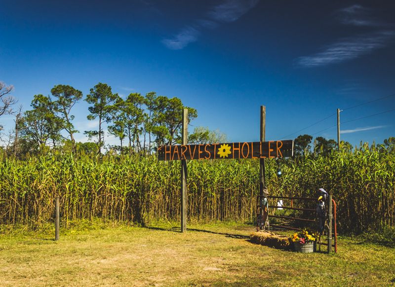 Harvest Holler Corn Maze And Pumpkin Patch