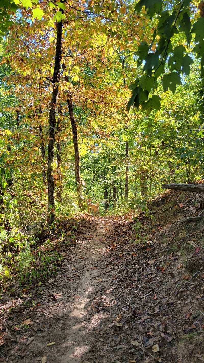 Sharp's Ridge Trails, Knoxville