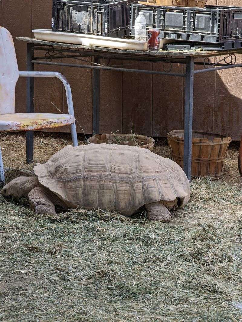 Meet The Residents, From Llamas To Tortoises