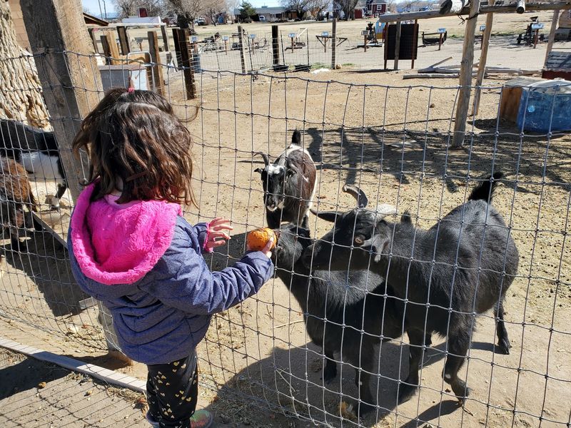 Goats, Chickens, And Small Hands Feeding Them