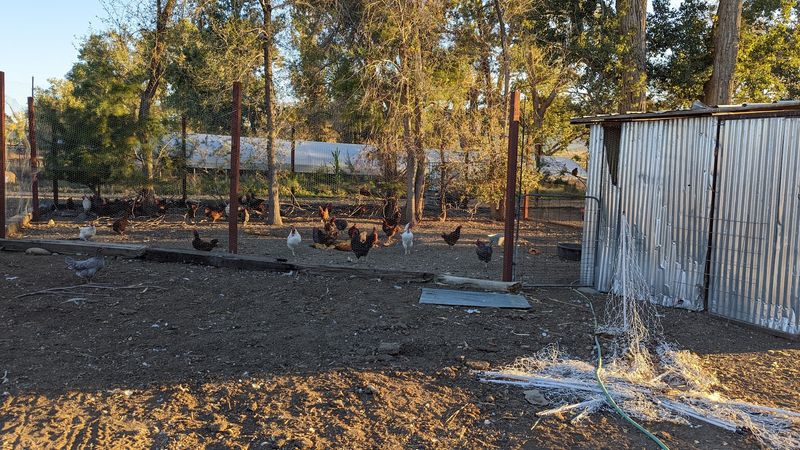 Farm Fresh Eggs Straight From The Coop