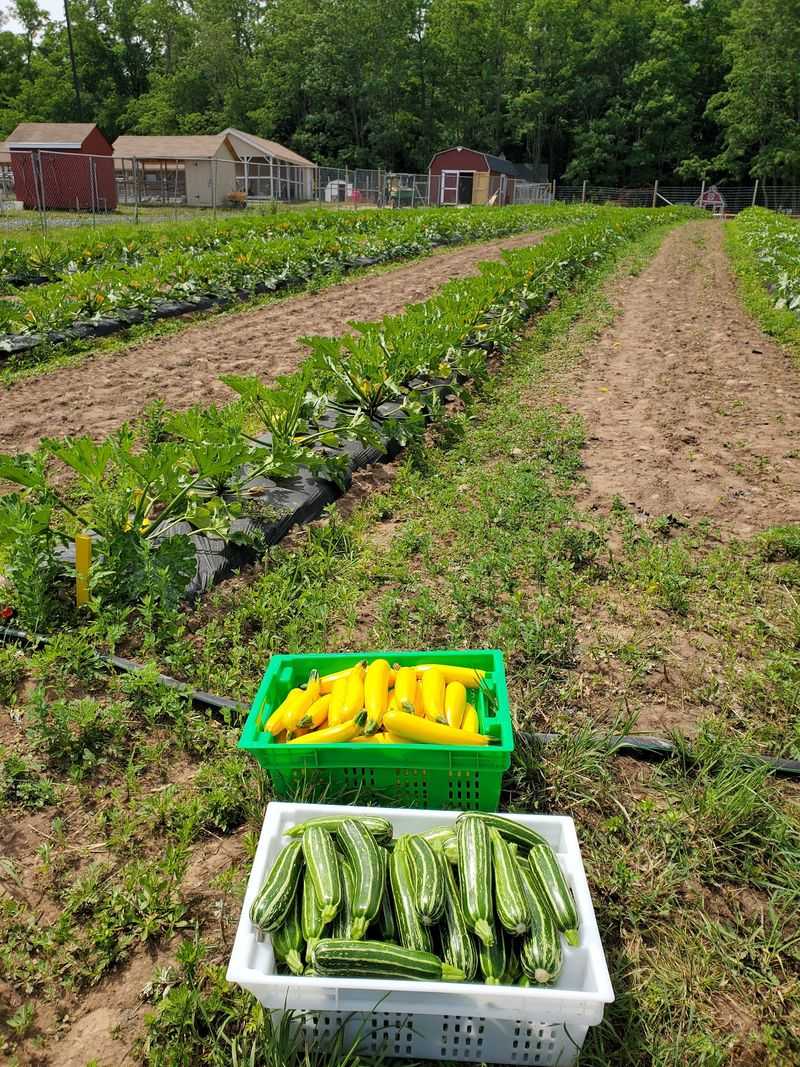Picking Your Own Vegetables
