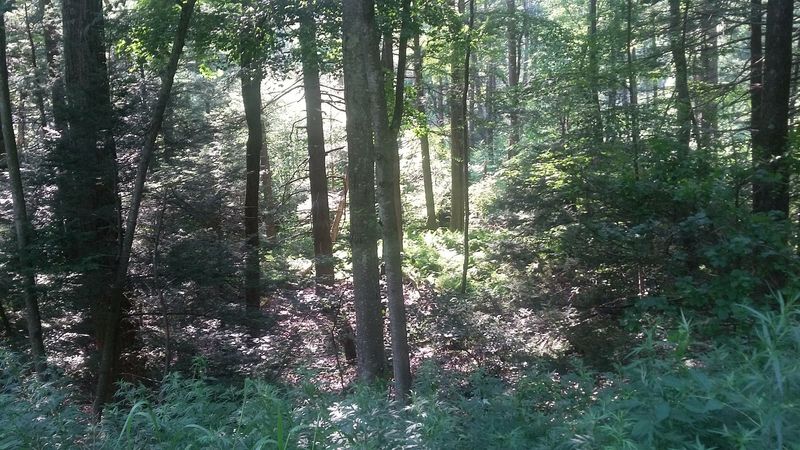 Strange Animals In The Tree Line