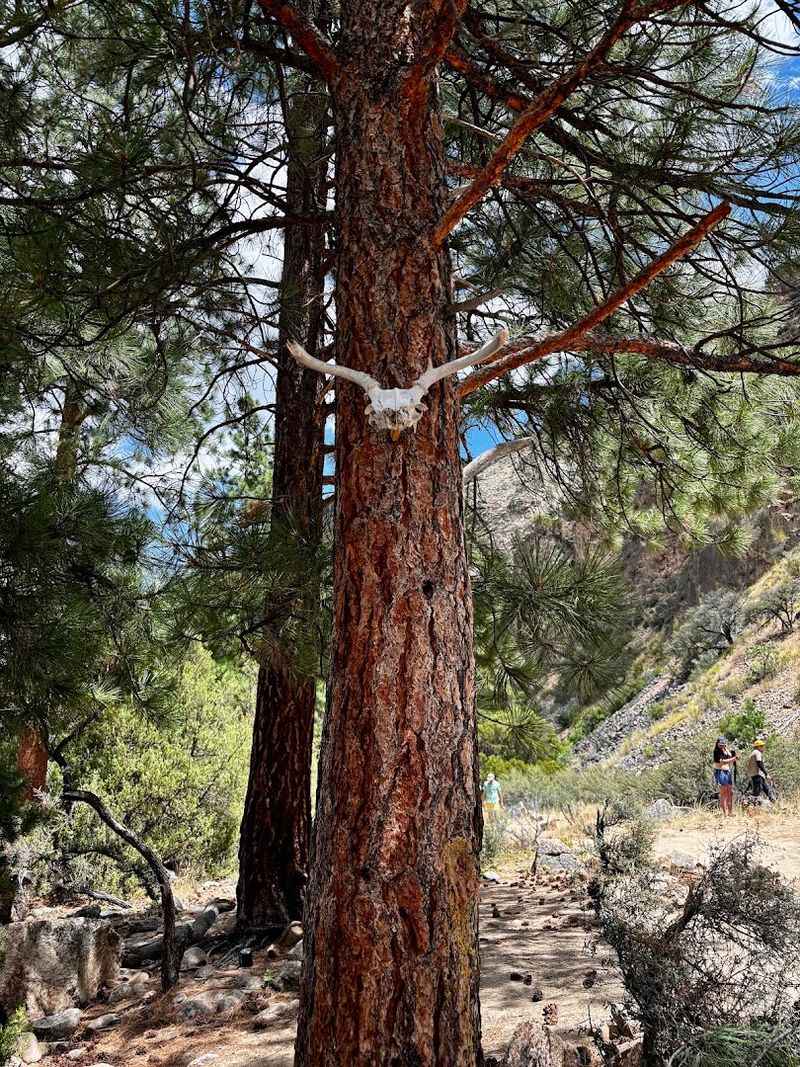 Wildlife Encounters Add Unexpected Magic To Every Day