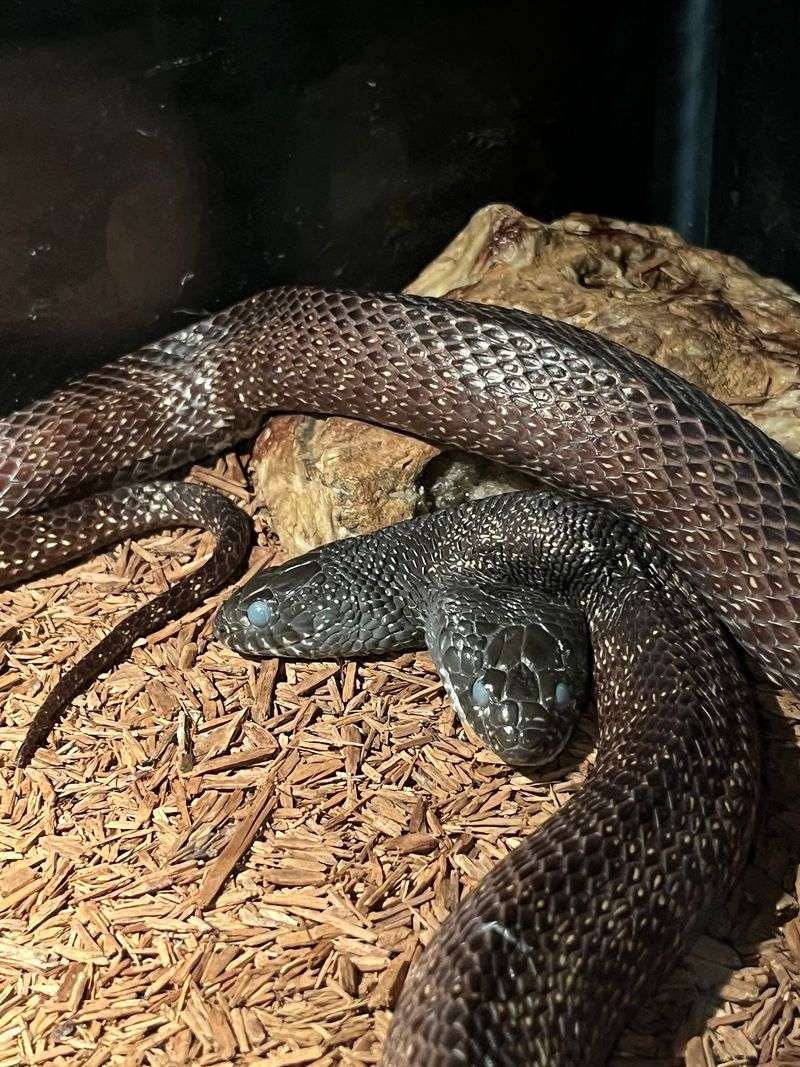 Snake Encounters That Change How You See Reptiles